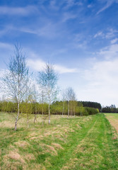 Fototapeta na wymiar field landscape