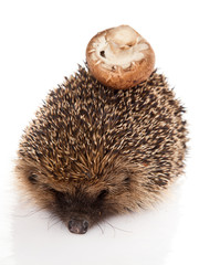 hedgehog on a white background. Hedgehog with mushroom