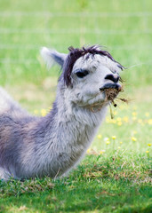 alpaca portrait