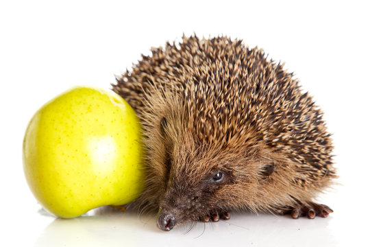 Hedgehog With Apple