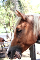 Horse sticks tongue out his mouth