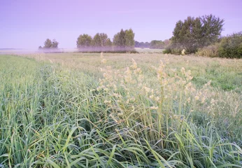 Fototapeten Lila field landscape  © milosz_g