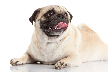 pug dog isolated on a white background