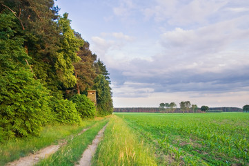 Beautiful meadow landscape