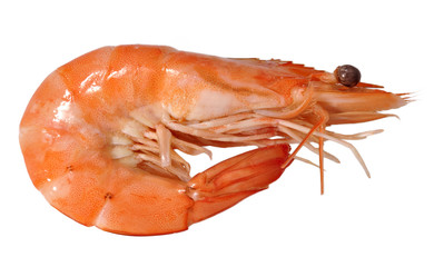 Langostino