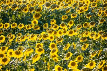 Sunflower field during bright summer day