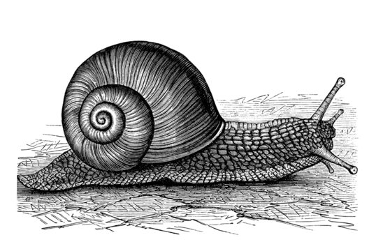Snail - Hélice Vigneronne (escargot de Bourgogne)