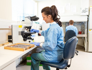 Scientist Working In Laboratory