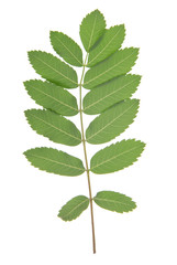 Leaf of rowan tree