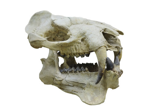 dinosaur's skull