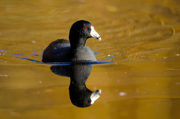 American Coot with Reflection