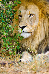 Lion, Male. Kruger National Park, South Africa