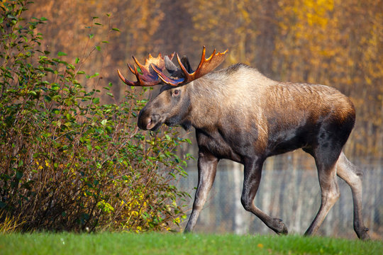 Moose Bull Walking, Male, Alaska, USA