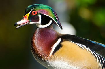 Wood Duck Portrait, Male Drake