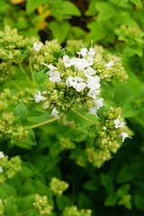 growing marjoram herb