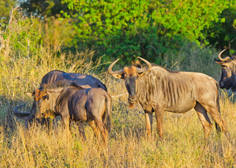 Blue Wildebeest - Kruger National Park, S. Africa