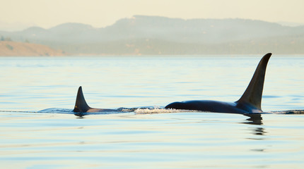 Orca Killer Whales swimming.