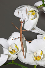 stick insect on orchids