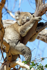 Koala, Great Ocean Road, Australien