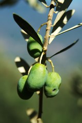 olives growing on tree