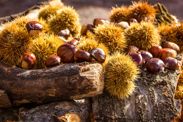 Castagne e ricci su tronchi