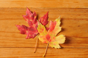 Naklejka na ściany i meble Red and gold autumn leaf background