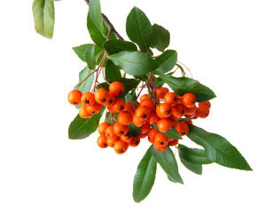 Pyracantha Firethorn orange berries with green leaves, isolated
