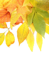 Bright autumn leafs isolated on white