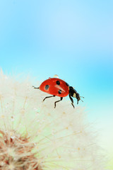 Beautiful ladybird  on dandelion, close up
