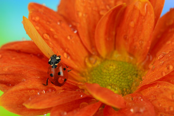 Beautiful ladybird  on flower, close up © Africa Studio