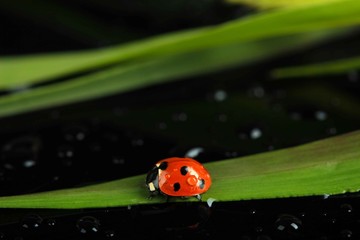 Beautiful ladybird on green grass, on black background
