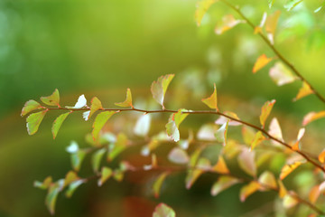 Autumnal background