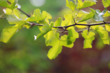 Green leaves on bright background