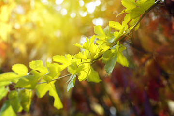 Green leaves on bright background