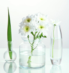 Plants in various glass containers isolated on white