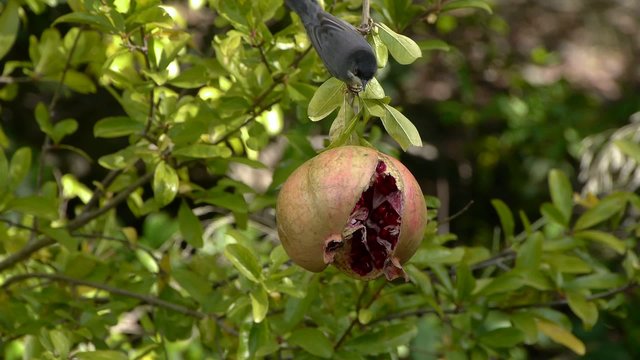 curruca cabecinegra en el granado