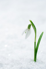 snowdrop flower on white studio snow, soft focus, perfect for po