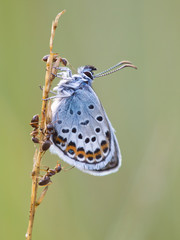 Fototapeta premium Silver Studded Blue Butterfly in symbiosis with red ant