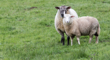 Obraz premium sheep on a meadow