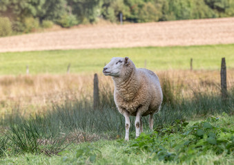 Obraz na płótnie Canvas sheep on a meadow