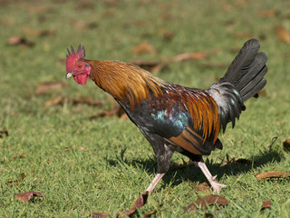 Walking Rooster