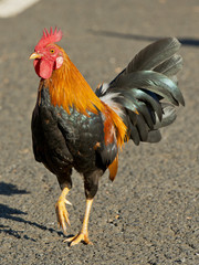 Walking Rooster