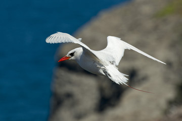 Red Tailed Tropic Bird