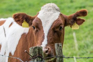 german cow an a pasture