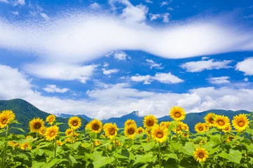 Gartenposter Sonnenblume ヒマワリ畑