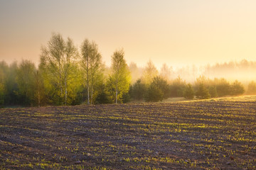 Foggy morning field