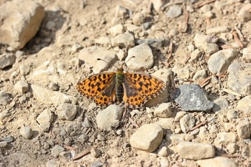 Der seltene Magerrasen-Perlmutterfalter (Boloria dia) am Dörnberg
