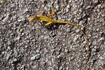 Curious wild lizard