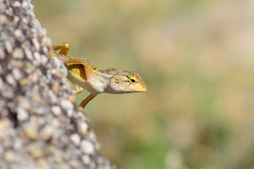 Curious wild lizard