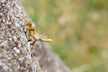Curious wild lizard